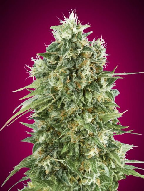 Bubble Gum CBD | Feminiserede skunkfrø - 00 Seeds