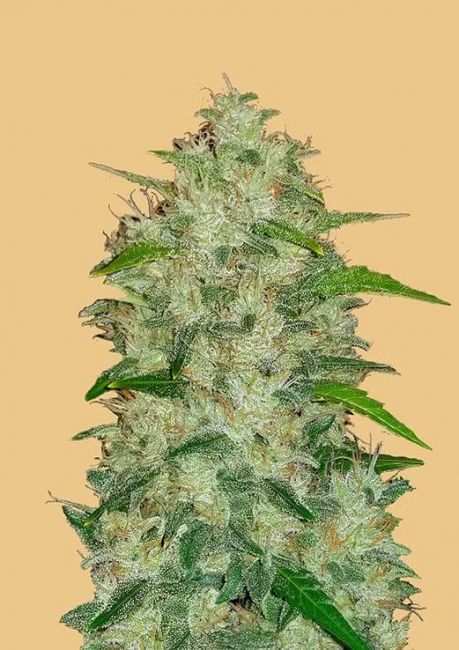 Original Chemdawg | Autoblomstrende cannabisfrø - Fastbuds