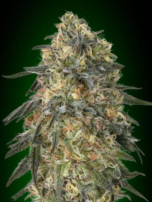 Gorilla | Feminiserede cannabisfrø - 00 Seeds