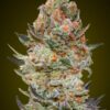 Sweet Critical CBD | Feminiserede skunkfrø - 00 Seeds