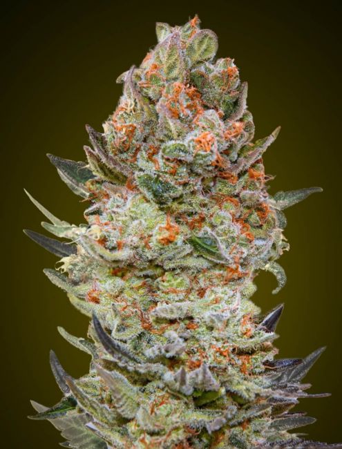 Sweet Critical CBD | Feminiserede skunkfrø - 00 Seeds