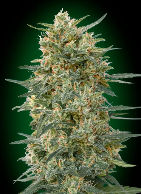 Gorilla | Hurtigblomstrende cannabisfrø - 00 Seeds