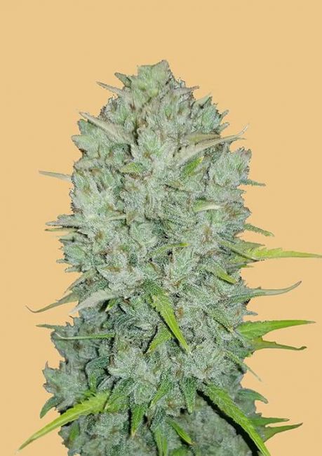 Original Northern Lights | Autoblomstrende cannabisfrø - Fastbuds
