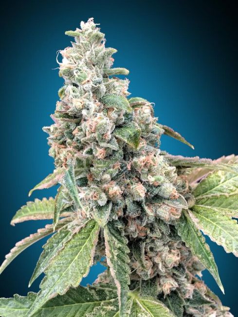 Harlequin CBD | Feminiserede cannabisfrø - 00 Seeds