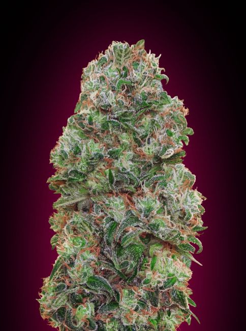 Bubble Gum | Feminiserede skunkfrø - 00 Seeds