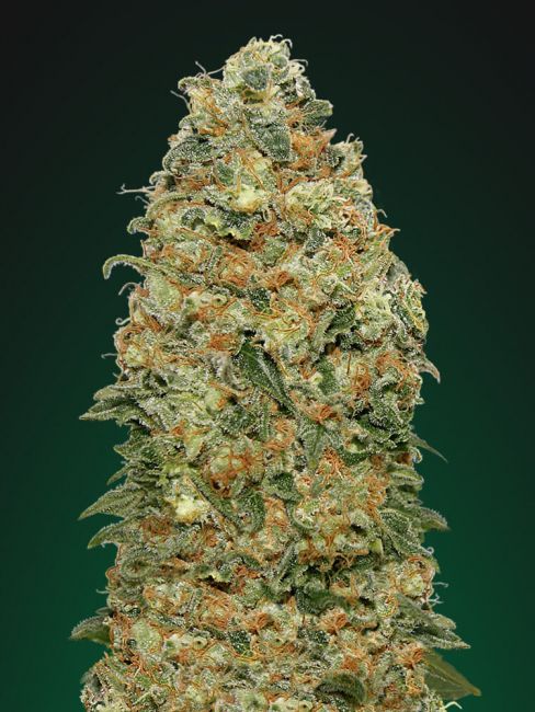 White Widow | Feminiserede skunkfrø - 00 Seeds