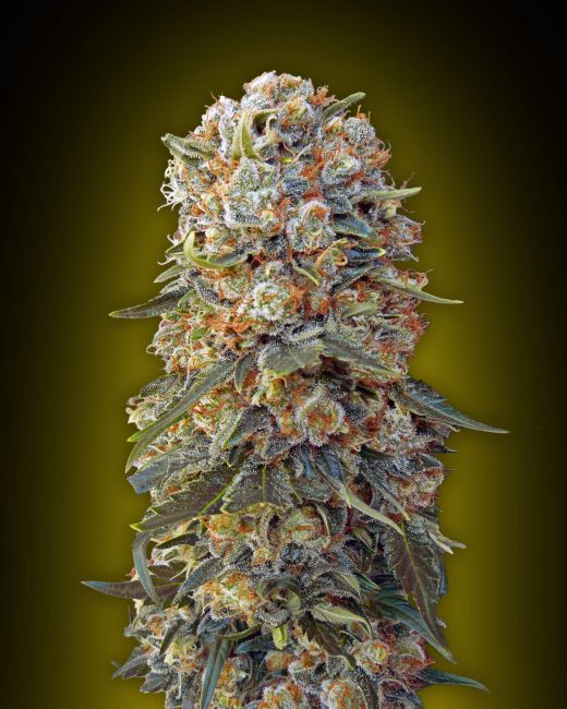Sweet Critical | Feminiserede skunkfrø - 00 Seeds