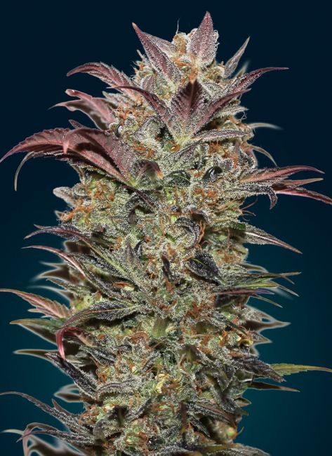 Chocolate Cream | Autoblomstrende cannabisfrø - 00 Seeds