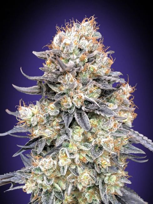 Purple Punch | Autoblomstrende cannabisfrø - 00 Seeds