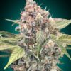 Northern Lights CBD | Feminiserede cannabisfrø - 00 Seeds