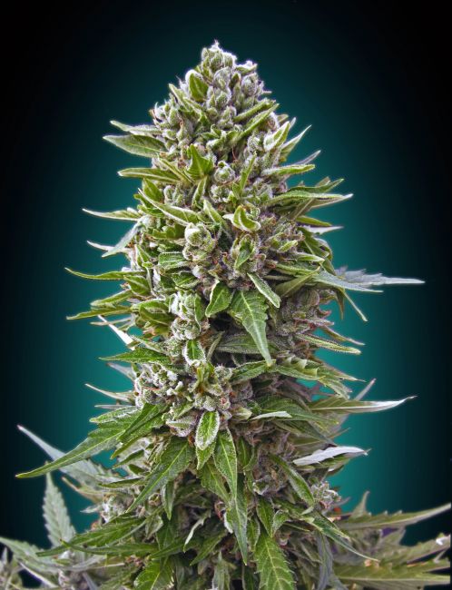 Northern Lights | Autoblomstrende cannabisfrø - 00 Seeds