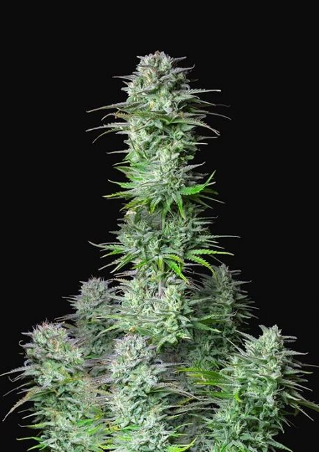 Kosher Cake | Autoblomstrende cannabisfrø - Fastbuds