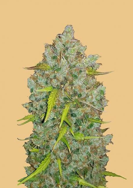 Original BubbleGum | Autoblomstrende cannabisfrø - Fastbuds