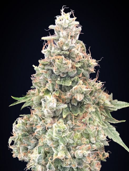California Kush | Hurtigblomstrende cannabisfrø - 00 Seeds