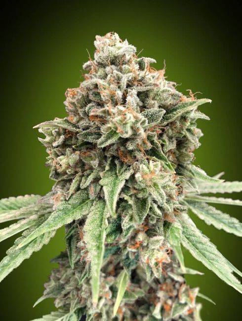 Sweet Critical | Hurtigblomstrende cannabisfrø - 00 Seeds