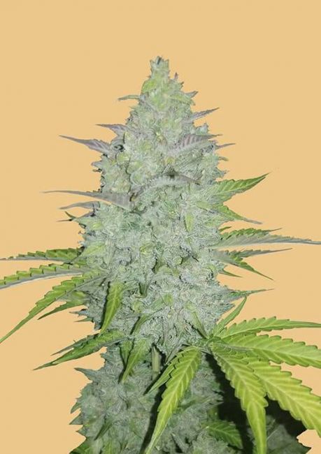 Original Cheese | Autoblomstrende cannabisfrø - Fastbuds