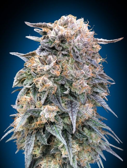 00 Kush | Hurtigblomstrende cannabisfrø - 00 Seeds