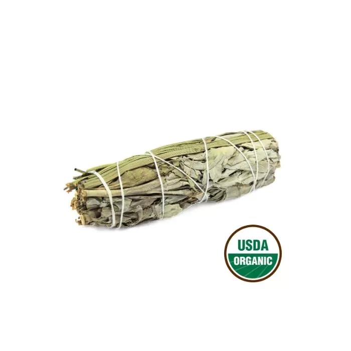 Hvid Salvie – White Salvie & Citrongræs 10 cm