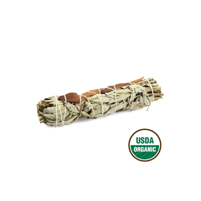 Hvid Salvie – Dream Salvie 15cm