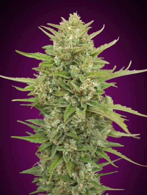 Super Skunk | Autoblomstrende cannabisfrø - 00 Seeds