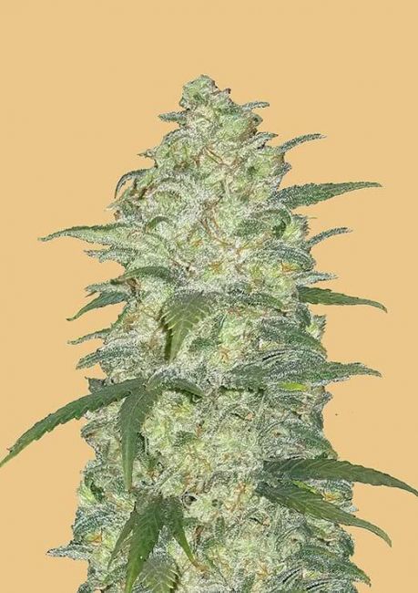 Original White Widow | Autoblomstrende cannabisfrø - Fastbuds