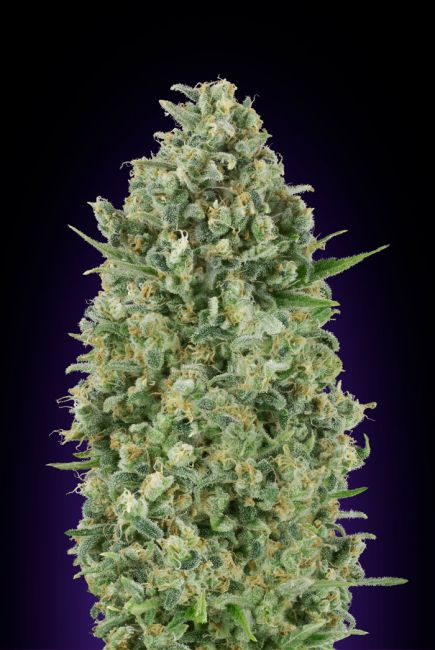 Critical Poison | Feminiserede skunkfrø - 00 Seeds