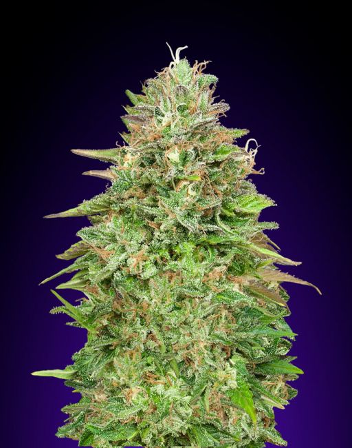 Critical Poison | Hurtigblomstrende cannabisfrø - 00 Seeds
