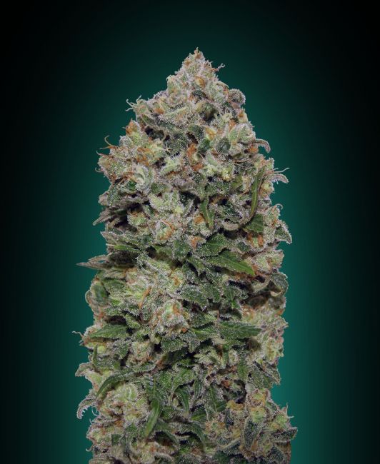 Northern Lights | Feminiserede skunkfrø - 00 Seeds