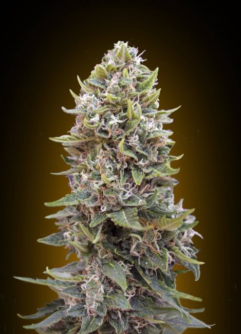 Cheese Berry | Autoblomstrende cannabisfrø - 00 Seeds