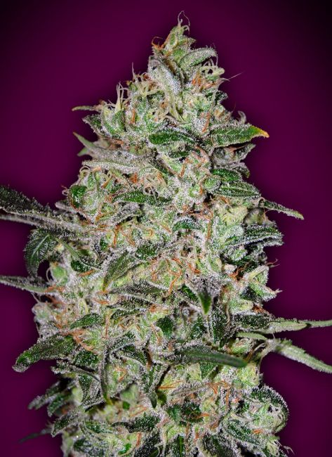 Bubble Gum | Hurtigblomstrende cannabisfrø - 00 Seeds