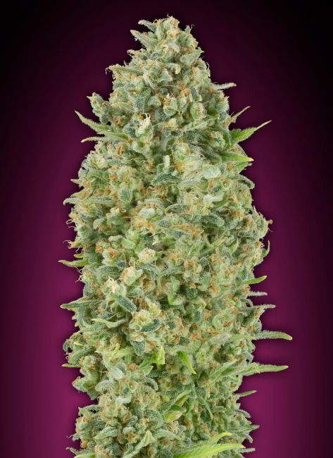 Bubble Gum | Autoblomstrende cannabisfrø - 00 Seeds