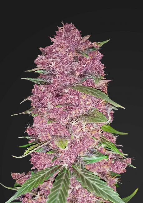 Purple Lemonade | Autoblomstrende cannabisfrø - Fastbuds