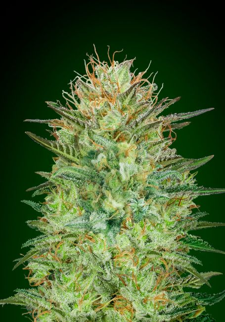 Sweet Critical | Autoblomstrende cannabisfrø - 00 Seeds