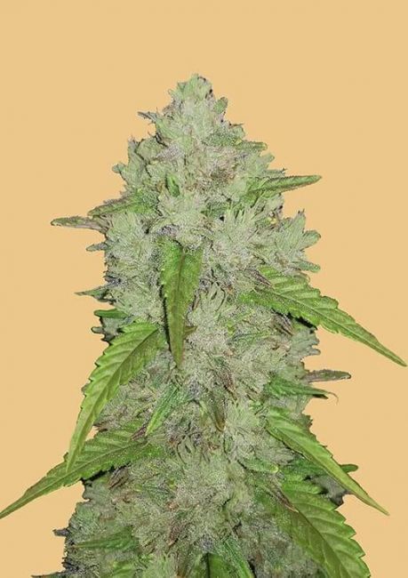 Original Amnesia Haze | Autoblomstrende cannabisfrø - Fastbuds