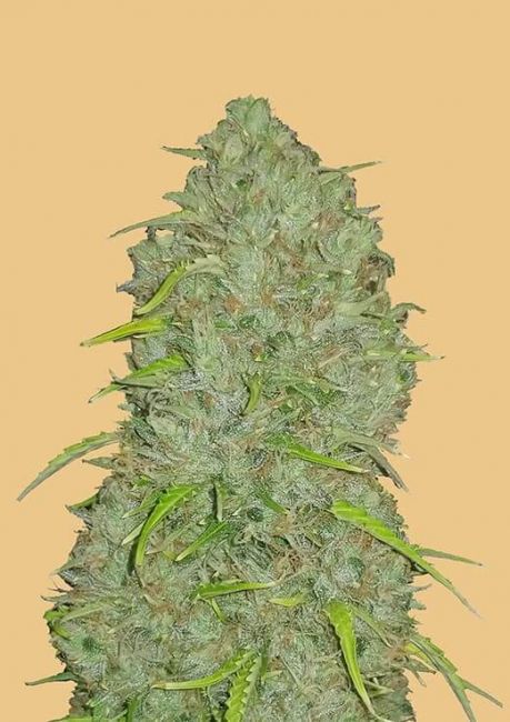 Original Jack Herer | Autoblomstrende cannabisfrø - Fastbuds