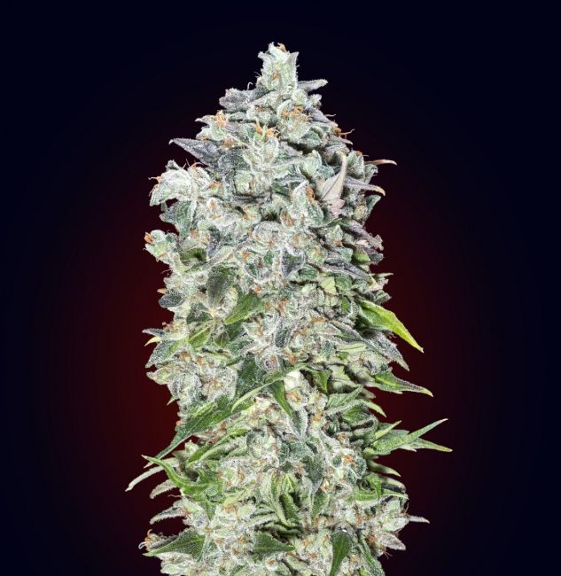 00 Kush | Autoblomstrende cannabisfrø - 00 Seeds