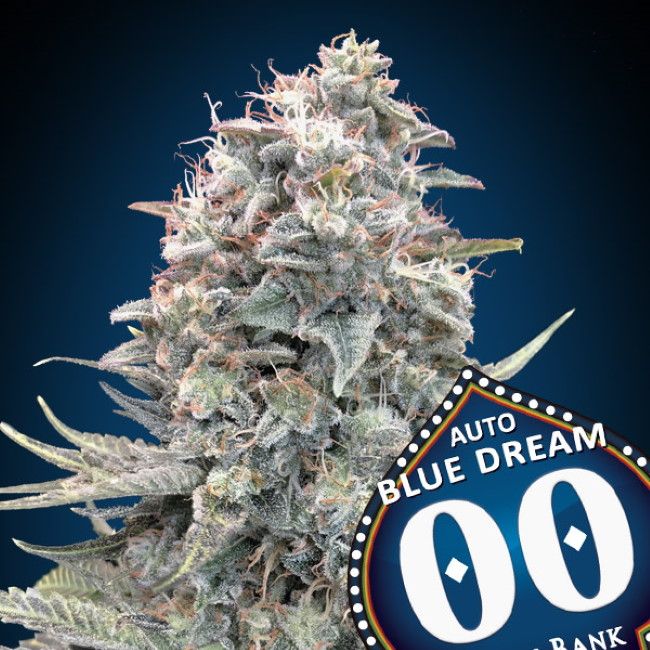 Blue Dream | Autoblomstrende cannabisfrø - 00 Seeds