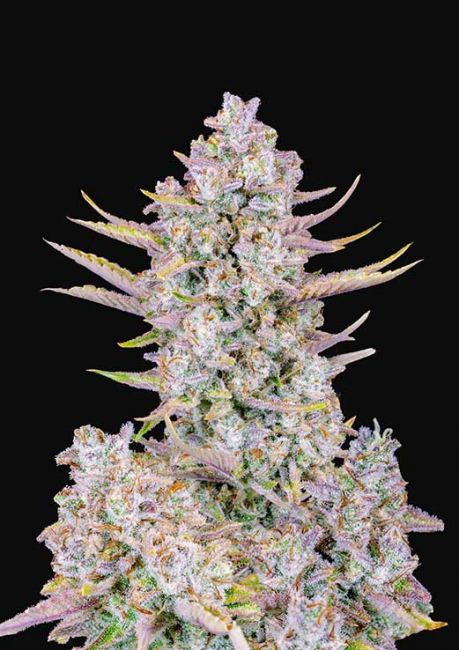 Purple Punch | Autoblomstrende cannabisfrø - Fastbuds