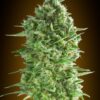 Do-Si-Dos Cookies | Feminiserede cannabisfrø - 00 Seeds