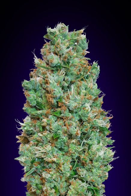 Blueberry | Autoblomstrende cannabisfrø - 00 Seeds