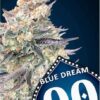 Blue Dream | Hurtigblomstrende cannabisfrø - 00 Seeds