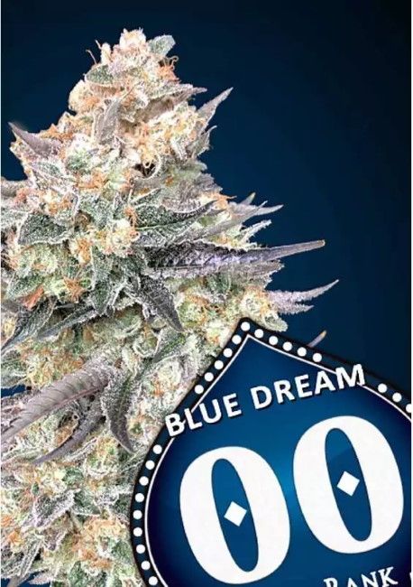 Blue Dream | Hurtigblomstrende cannabisfrø - 00 Seeds