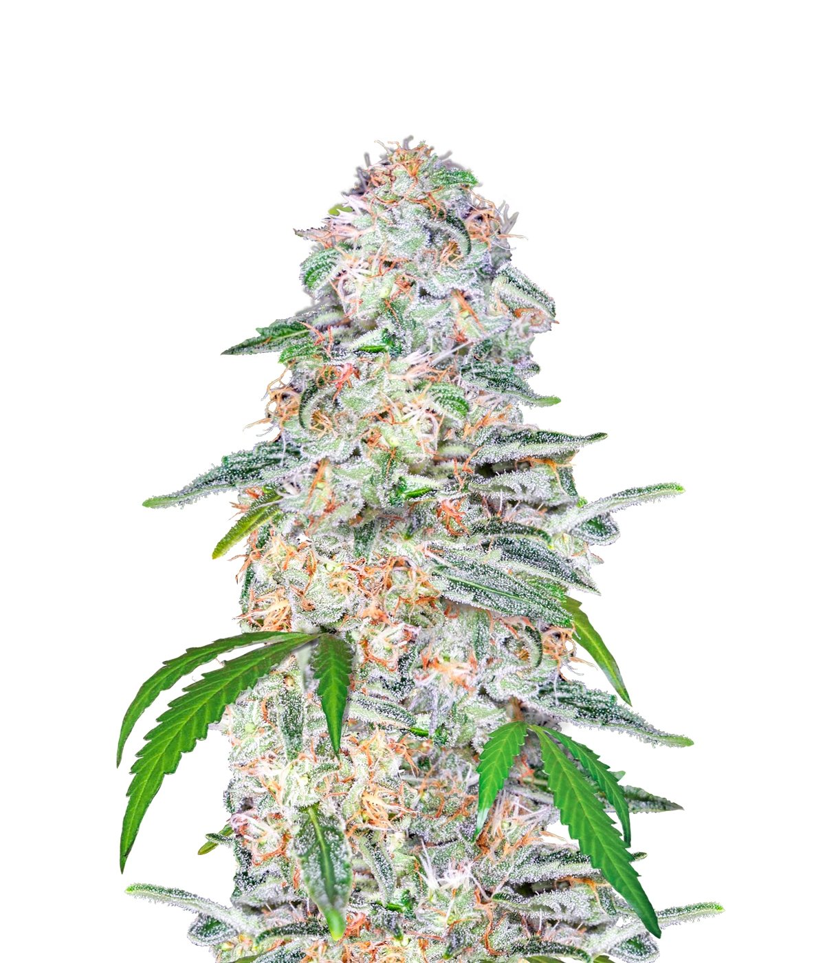 Blue Dream' Auto Fem. cannabis frø - FastBuds Seeds