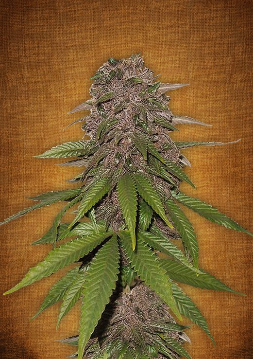 C4 - Auto Fem. cannabis frø - FastBuds Seeds