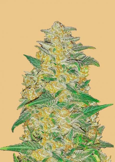 Original AK | Autoblomstrende cannabisfrø - Fastbuds