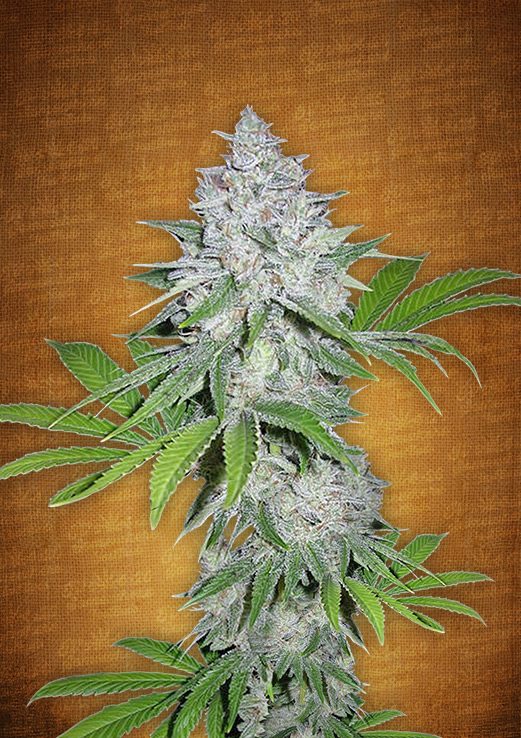 Californian Snow Auto cannabis frø – Fast Buds Seeds