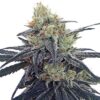 CBD #1 - Feminiserede skunkfrø | Ace seeds