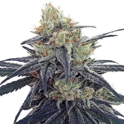 CBD #1 - Feminiserede skunkfrø | Ace seeds