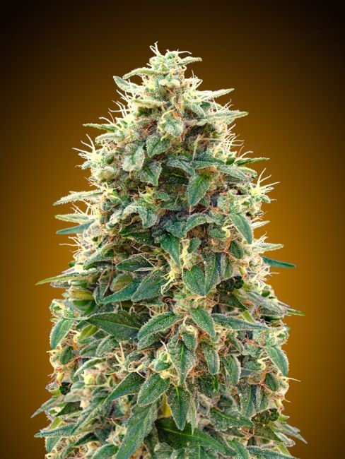 00 Cheese | Autoblomstrende cannabisfrø - 00 Seeds
