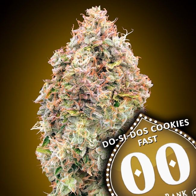 Do-Si-Dos Cookies | Hurtigblomstrende cannabisfrø - 00 Seeds